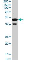 Anti-BHLHE40 Mouse Monoclonal Antibody [clone: 5B1]