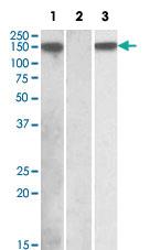 Anti-NLRP2 Goat Polyclonal Antibody