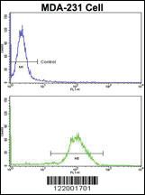 Anti-STC2 Rabbit Polyclonal Antibody