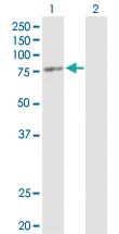 Anti-ORC3 Mouse Polyclonal Antibody