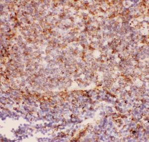 Anti-CD11b Polyclonal Antibody