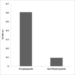 ELISA for immunogen phosphopeptide (left) and non-phosphopeptide (right) using Anti-Trk B (phospho Tyr817) Antibody