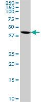 Anti-BHLHE40 Mouse Monoclonal Antibody [clone: 5B1]