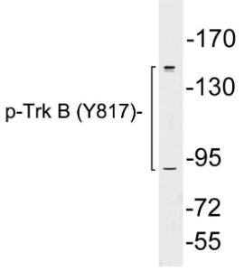 Western blot analysis of lysates from K562 cells using Anti-Trk B (phospho Tyr817) Antibody