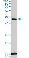 Anti-BHLHE40 Mouse Monoclonal Antibody [clone: 5B1]