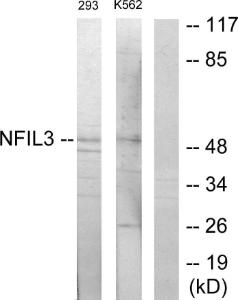 Anti-NFIL3 Rabbit Polyclonal Antibody