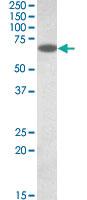 Anti-PDIA2 Goat Polyclonal Antibody