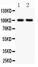 Anti-CD18 Polyclonal Antibody