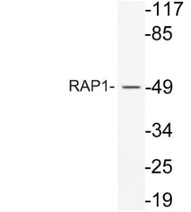 Western blot analysis of ysate from 293 cells using Anti-RAP1 Antibody