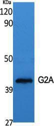 Western blot analysis of various cells using Anti-GPR132 Antibody