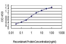 Anti-BHLHE40 Mouse Monoclonal Antibody [clone: 5B1]