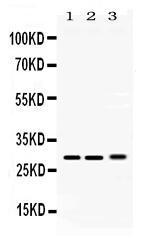 Anti-PSMA3 Rabbit Polyclonal Antibody