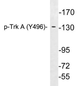 Western blot analysis of lysates from Jurkat cells treated with starved using Anti-Trk A (phospho Tyr496) Antibody