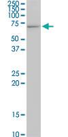 Anti-STIP1 Mouse Monoclonal Antibody [clone: 1B10]