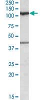 Anti-COG1 Goat Polyclonal Antibody