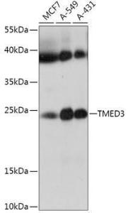 Anti-p26 Rabbit Polyclonal Antibody