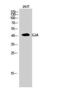 Western blot analysis of 293T cells using Anti-GPR132 Antibody