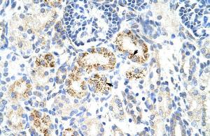 Anti-CDC25B Rabbit Polyclonal Antibody