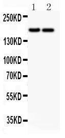 Anti-Laminin Polyclonal Antibody