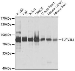 Western blot analysis of extracts of various cell lines, using Anti-SUV3L1 Antibody (A12427) at 1:1,000 dilution The secondary antibody was Goat Anti-Rabbit IgG H&L Antibody (HRP) at 1:10,000 dilution Lysates/proteins were present at 25 µg per lane