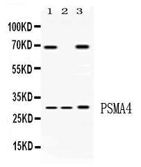 Anti-PSMA4 Rabbit Polyclonal Antibody