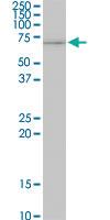 Anti-STIP1 Mouse Monoclonal Antibody [clone: 1B10]