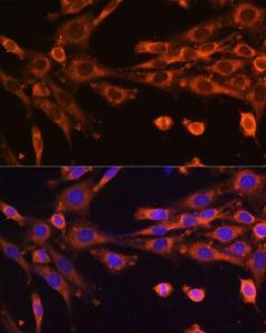 Immunofluorescence analysis of NIH-3T3 cells using Anti-SUV3L1 Antibody (A12427) at a dilution of 1:100 (40x lens) DAPI was used to stain the cell nuclei (blue)