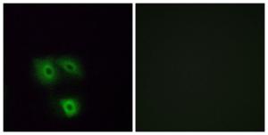 Immunofluorescence analysis of A549 cells using Anti-OR5 h1 Antibody. The right hand panel represents a negative control, where the Antibody was pre-incubated with the immunising peptide