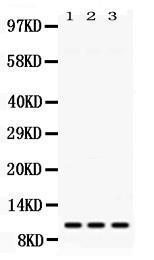 Anti-RPS27 Rabbit Polyclonal Antibody