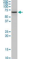 Anti-STIP1 Mouse Monoclonal Antibody [clone: 1B10]