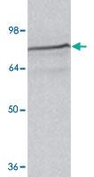 Anti-SPG20 Goat Polyclonal Antibody