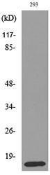 Western blot analysis of lysate from 293 cells using Anti-PSPN Antibody