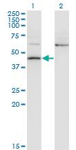 Anti-AIFM2 Mouse Monoclonal Antibody [clone: 2C6]