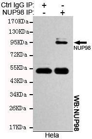 Anti-NUP98 Mouse Monoclonal Antibody [clone: 13k92]