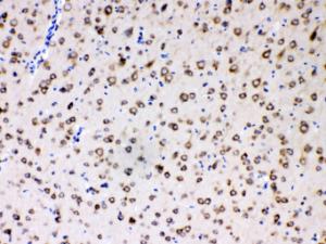 Anti-RPS27 Rabbit Polyclonal Antibody