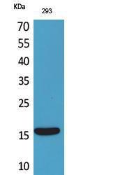 Western blot analysis of 293 cells using Anti-PSPN Antibody