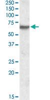 Anti-IMPDH2 Goat Polyclonal Antibody