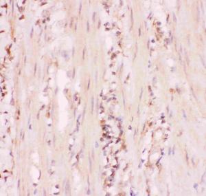 Anti-MRP4 Polyclonal Antibody