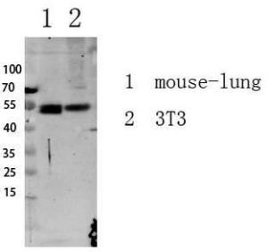 Anti-Smad3