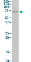 Anti-STIP1 Mouse Monoclonal Antibody [clone: 1B10]