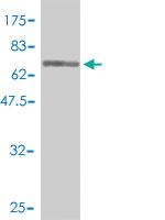 Anti-EEF1G Mouse Polyclonal Antibody