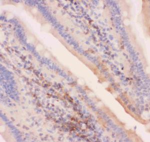 Anti-MRP4 Polyclonal Antibody