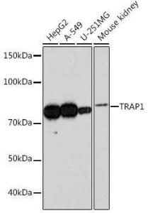 Western blot analysis of extracts of various cell lines, using Anti-TRAP1 Antibody [ARC0876] (A306992) at 1:1,000 dilution