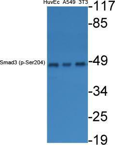 Western blot analysis of various cells using Anti-Smad3 (phospho Ser204) Antibody