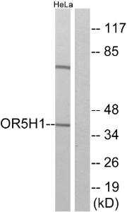 Western blot analysis of lysates from HeLa cells using Anti-OR5 h1 Antibody. The right hand lane represents a negative control, where the Antibody is blocked by the immunising peptide