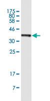 Anti-PAIP1 Mouse Monoclonal Antibody [clone: 2D11]