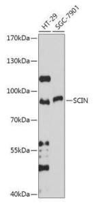 Western blot analysis of extracts of various cell lines, using Anti-SCIN Antibody (A306993) at 1:1000 dilution