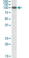 Anti-SEC23A Goat Polyclonal Antibody