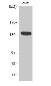 Western blot analysis of various cells using Anti-GPR126 Antibody