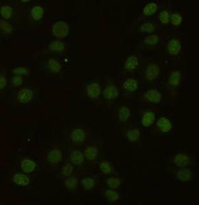 Anti-PCNA Mouse Monoclonal Antibody [clone: 13k94]